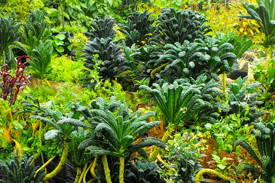 The Bokashi Garden - Sustainable Environmental Management